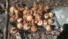 DSC_0096.thumb.JPG.ee269a5dde15af4d72eb0a9f1ec1f2c7.JPG