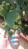 DSC_0363.thumb.JPG.c28d97cb8f3ef0b39a80e718926bb8ec.JPG