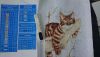 DSC_0598.thumb.JPG.eaeb57eeab2c2d42b2cb8540d0ea8f70.JPG
