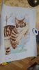 DSC_0600.thumb.JPG.4cd729969c6b242ecbbbc2d605422c75.JPG