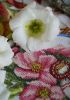 DSC_1750.thumb.jpg.4b1a985a07d88e044a9cc7d0bc5120d2.jpg