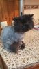 IMG-20180602-WA0007.thumb.jpg.c97a5d0c615f9afdaddebae71034978c.jpg
