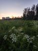 IMG_20180602_205430_HDR.thumb.jpg.96a3634369ba2563d69520dedeb520d5.jpg