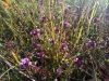 IMG_20180627_082627.thumb.jpg.0db253eb0e566db2c3d48a8dc70cd6c5.jpg