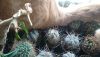 IMG_20180628_163950_152.thumb.jpg.3127128808bbc5918bca6836d51eab29.jpg