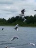 IMG_20180629_160507.thumb.jpg.30fbed6b187ebf39c19f4bd451ad74ad.jpg
