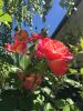 IMG_5338.thumb.JPG.449b26e3afe63a5fc5cfe078c4bcc5d9.JPG