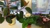 P_20180620_211449_vHDR_On.thumb.jpg.19bf54b5e31e7d890172b24090e5ed92.jpg