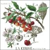 La cerise ceresum. По дизайну V. Enginger