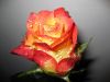 red-shadow-photography-rose-pink-fresh-leaf-flower-plant-drop-flora-bud-petal-land-plant-flowering-p-plant-stem-garden-roses-rose-family-rose-order-721752.thumb.jpg.01a91f1ba140da9f19234197eb9677be.jpg