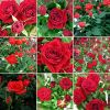 2.thumb.jpg.04c535fb08d67974644111de6d6a1ea4.jpg