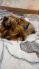 20180602_215524.thumb.jpg.f965ce0405432f972e0276e6daa324d4.jpg