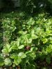 20180704_173035.thumb.jpg.d7a0e07ac4b4998cb40b1f920cae5851.jpg