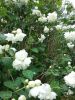 20180707_132241.thumb.jpg.d84d33c1dfae11cc5c972894e099ef46.jpg