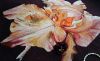 20180720_174428.thumb.jpg.30669aa0db371f4f41a1e9b14af99073.jpg
