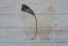 2018_0728_13064000.thumb.jpg.809beb4a3dee7b538f306e75ff24ab78.jpg?1532772468095