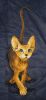 3_Sphinx_15.01.2010.jpg