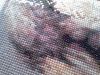 4.thumb.JPG.e6d666717383ca8be5d51e2a8ec9fd74.JPG