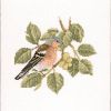 5b5708f579a34_DMCF379Chaffinch.thumb.jpg.98abbc1222690cc27b2898a8461f5117.jpg