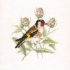 5b5708f5eee5f_DMGF380Goldfinch.thumb.jpg.7f857efbb001e5f3941883b556b98f0b.jpg