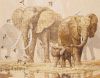 Africa8.thumb.jpg.b6165f2ef89f1f2c5f646e0e65d787b9.jpg