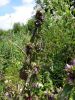 DSC02396_.thumb.jpg.18d4f3ea42ff4efa174e7abd6922217c.jpg