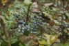 DSC03915.thumb.JPG.aea862565369423b28974eaa2434deea.JPG