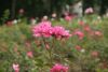 DSC03918.thumb.JPG.3ec07c6edf818ec0b1a4a7bfb4c8fe6c.JPG