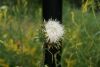 DSC03998.thumb.JPG.d2ba6185325cf966052c5c99dc4ad482.JPG