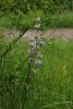 DSC04005.thumb.JPG.ee14b2d437f9ceca4ed2bb6694fcedbb.JPG