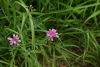 DSC04055.thumb.JPG.79683b3da0edede13e84d498fa260b0d.JPG