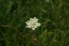DSC04056.thumb.JPG.83f51ad411c445fec4b42638b279895c.JPG
