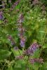 DSC04060.thumb.JPG.38ac8f74497361a868981f83dd83feab.JPG