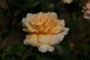 DSC04085.thumb.JPG.2908ff5506d695b9969cd67b174a20da.JPG