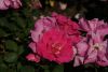 DSC04089.thumb.JPG.832925e6cb8d1d85128ff775f934d538.JPG
