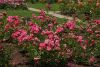DSC04093.thumb.JPG.4f7eeae7c9e70016f958b6012d048245.JPG