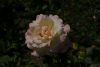 DSC04100.thumb.JPG.4491b1c1ee7c281a1c01ff5bd6fb5006.JPG