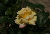 DSC04101.thumb.JPG.7e8d88e83b6422568f09e6fc371189c5.JPG