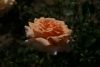 DSC04106.thumb.JPG.702ae1ded485e51cba51943c8308e9f4.JPG