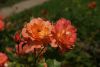 DSC04110.thumb.JPG.9b04fa760b92cafc61ed25145982aa5f.JPG