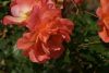 DSC04111.thumb.JPG.ff3e7a5d5ad2319dc2522d5049d3ce1c.JPG