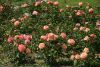 DSC04115.thumb.JPG.de6514a51db09fddc5583767330b6c97.JPG