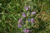 DSC04178.thumb.JPG.3c73d6e4c37c99fff363ed1c4d1d6b13.JPG