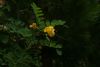 DSC04223.thumb.JPG.e1744efe4b277e446b5dbb5e7751df8d.JPG