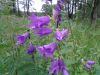 DSC04526.thumb.JPG.5123e9f6a7f787024df7e8aeb38aeb46.JPG