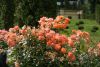 DSC04695.thumb.JPG.d8a154c872015b24b2f8473a382d496c.JPG
