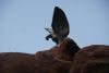 DSC04786.thumb.JPG.327b766df662774dcafee936b7a1eeca.JPG
