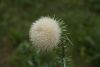 DSC04879.thumb.JPG.643b323b65e424a2b70d6ef88e1fa32a.JPG