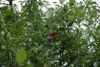 DSC05174.thumb.JPG.f63e6b780ee1445ee21a03d14063c926.JPG