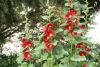 DSC05492.thumb.JPG.6baf9e434fe8cbecc4ec5c532c95c0d2.JPG